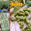 云南哪里有盆景石斛卖?_云南石斛枫斗