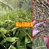 种石斛赚钱吗?_云南石斛生产厂家