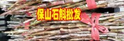 金钗石斛家统多少钱?_云南金钗石斛家统价格