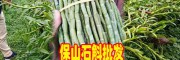 全国普通石斛鲜条\带根叶\枫斗市场零售价位播报