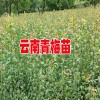 云南青梅苗_青梅苗浙江绍兴