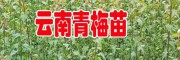梅子树与李子树有什么差别(附图)_梅子苗供应