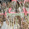 石斛花哪里的好?_云南干石斛多少钱一斤云南石斛好吗