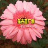 非洲菊育苗10余年_景鑫非洲菊种苗