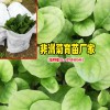昆明非洲菊可以浇水吗?_景鑫非洲菊种苗