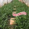 白芨市场价格_云南鲜白芨多少钱一斤?