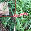 白芨价格_白芨种植前景