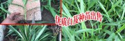 2018白芨栽培_楚雄益生园白芨基地