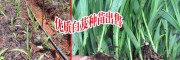 楚雄白芨基地肥料预算分析_楚雄白芨种植需投入多少元?