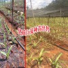 白芨种苗基地介绍
