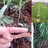 云南白芨什么时候可以挖?-白芨苗销售