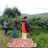 丽江雪桃价格_丽江雪桃什么时候成熟