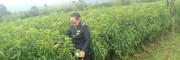 丽江雪桃苗哪里有卖的_丽江雪桃多少一斤?丽江雪桃公司报价中心