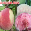 鹰嘴桃苗大桃桃树苗多少钱一棵?