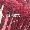 银柳花批发广东银柳花批发地_银柳花哪里批发_ 银柳花批发