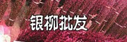 银柳基地，银柳种植基地，广州银柳