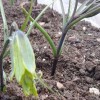 云南川贝母鳞茎种植每亩用多少公斤?_川贝母苗联系