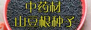 山豆根种子多少钱一斤?_山豆根种子一斤多少钱?山豆根产地