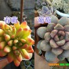 多肉怎么养_多肉怎么养的又肥又胖多肉植物