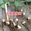 云南活重楼苗多少钱一斤?_重楼苗多少钱一斤