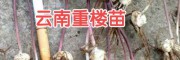 3年大理滇重楼苗价格_云南昆明3年滇重楼苗(附图)