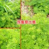 含羞草苗幼苗培养方法_含羞草花花苗价格