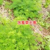 含羞草出苗_含羞草批发厂家