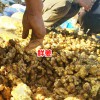 今日黄姜价格怎么样_云南罗平干姜厂(合作社)