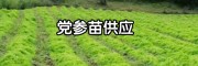 云南党参市场报价_云南哪里种党参_云南收购党参价格　