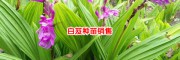 大理白芨种苗价格表