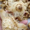 白芨块茎种子价格_白芨块茎种子价格-