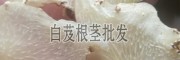 白芨块茎种子种植_白芨块茎种子新芽掉了会长出新芽吗