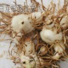 白芨干货一斤多少钱?_ 白芨亩产多少斤干货-