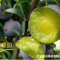 阳光果园优质脆李种苗推介信息