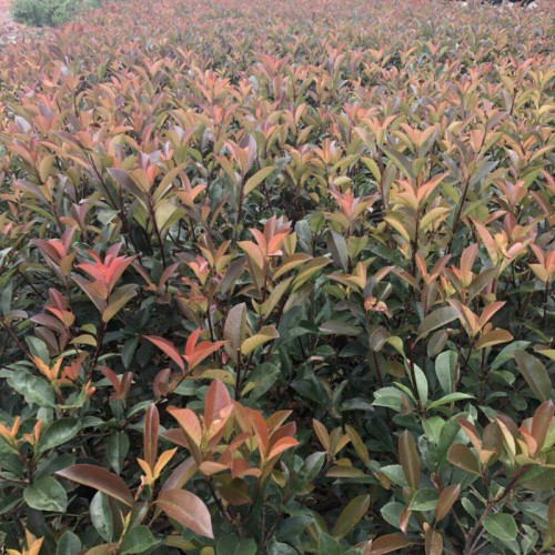 红叶石楠花的花语是什么?_昆明市宜良县苗木种植园