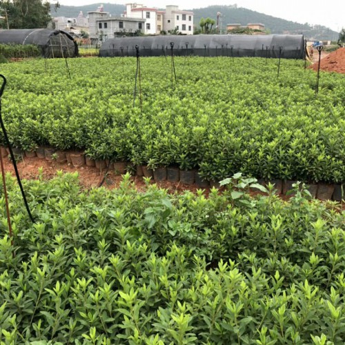 云南毛鹃树种植技术_毛鹃苗种植特点-