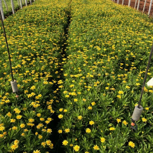 云南斗南鲜花暮春菊_木春菊种子育苗图片