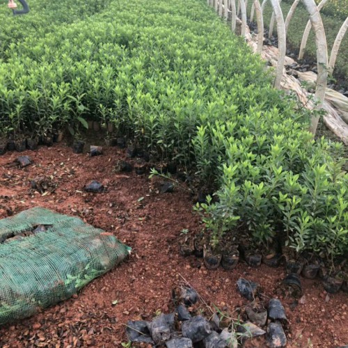 2019毛鹃苗木多少钱?_0.5米毛鹃苗价格(地袋/袋苗)