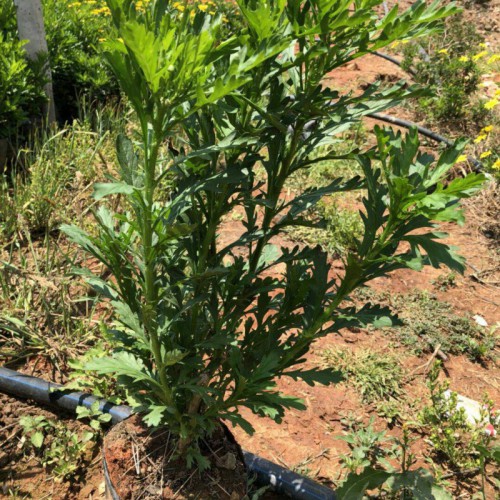 木春菊地苗客服是多少?_昆明市宜良县苗木种植园