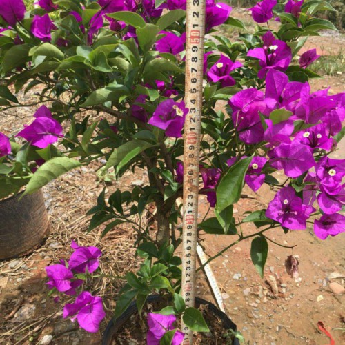 昆明三角梅多少钱一盆?—昆明市宜良县苗木种植园