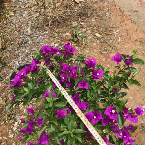 昆明哪里有中国三角梅苗圃基地_宜良县三角梅_昆明三角梅价格