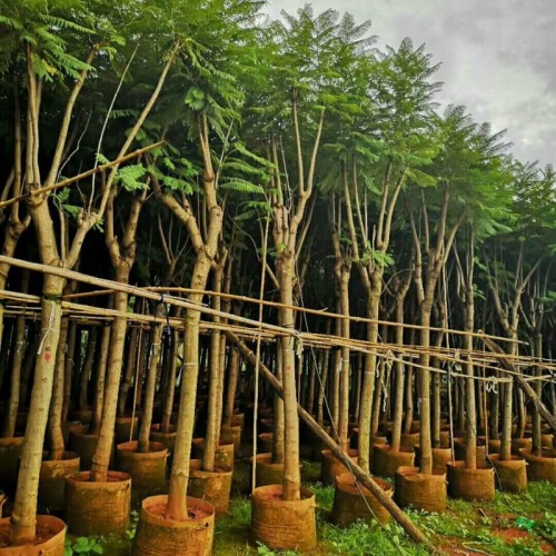 云南蓝花楹木_求购蓝花楹_昆明蓝花楹种植基地