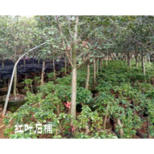 红叶石楠大树_红叶石楠大树价格-15912106912