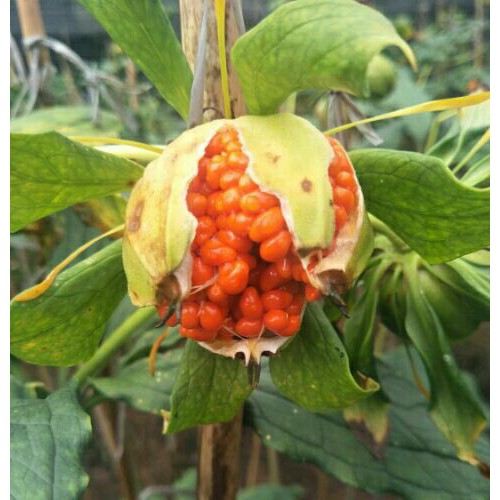 七叶一枝花种子样子?
