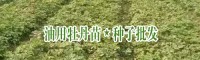 油用牡丹苗价格_油牡丹籽哪里有卖