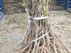 油用牡丹苗价格查询_牡丹油多少钱一斤?_油用牡丹苗多少钱