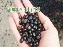 云南油用牡丹_山东油用牡丹_中国林科院对牡丹油介绍