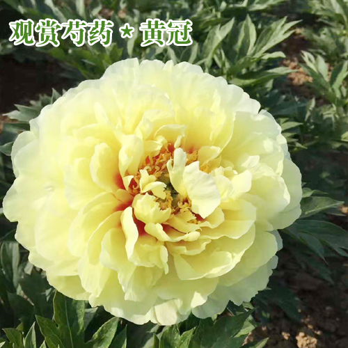 芍药种苗价格_芍药花苗价格- 芍药苗价格