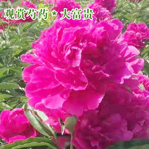 芍药苗种价格_芍药树苗价格_牡丹芍药苗_芍药牡丹花苗