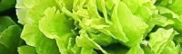 哪里有观赏牡丹苗价格_菏泽观赏牡丹苗_红色观赏牡丹苗价格